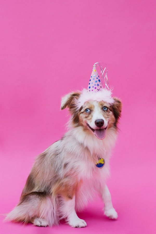 eatsleepwear-lola-miniaussie-dog-dogbirthday-dogparty-fiesta-kimberlylapides-1