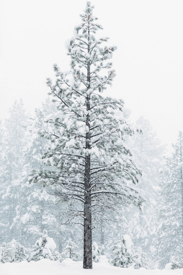 eatsleepwear, kimberly lapides, Rag And Bone, Veronica Beard, Frame, UGG, BigBear