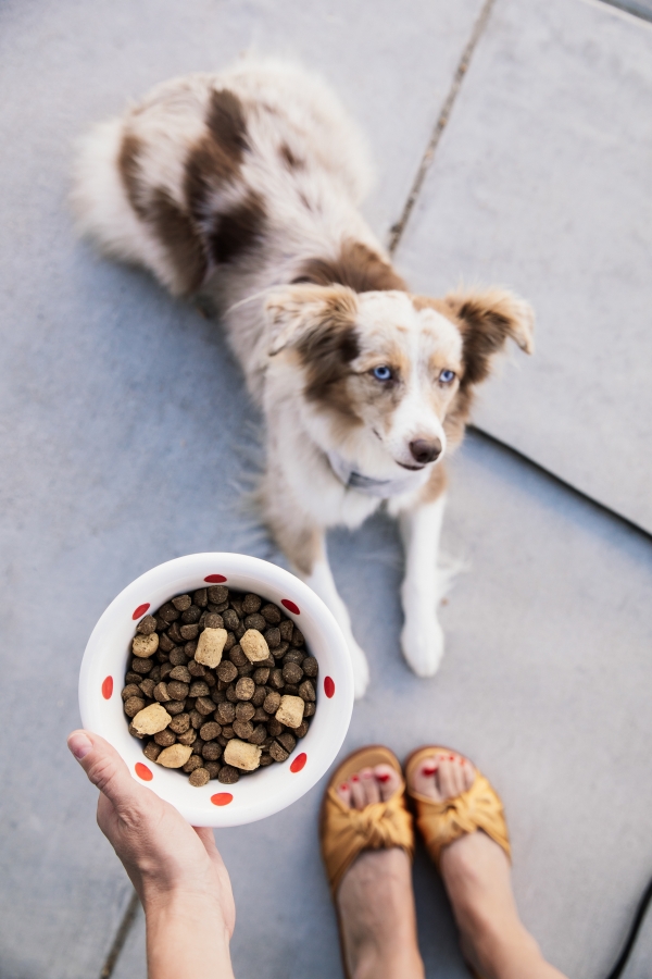 eatsleepwear, Kimberly Lapides, LOLA, Stella And Chewys, Dog Food
