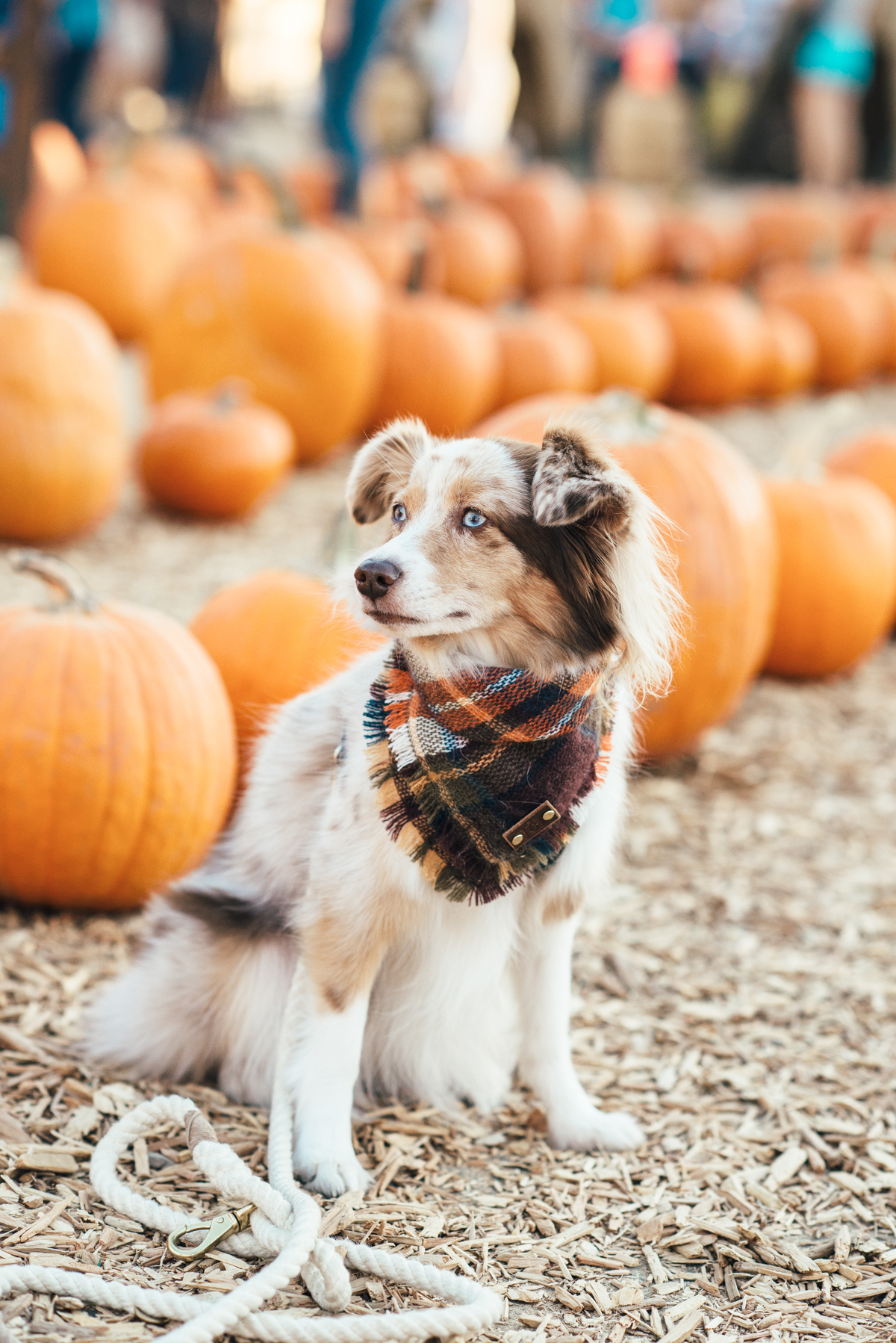 eatsleepwear, Kimberly Lapides, OUTFIT, Pumpkin Patch, Rails, Frame, Chanel, LNA, Rayban, IRO
