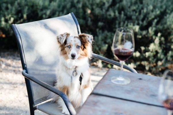 eatsleepwear, Kimberly Lapides, OUTFIT, Santa Barbara, Equipment, Chanel, Sigerson Morrison, Ray-ban, Winery