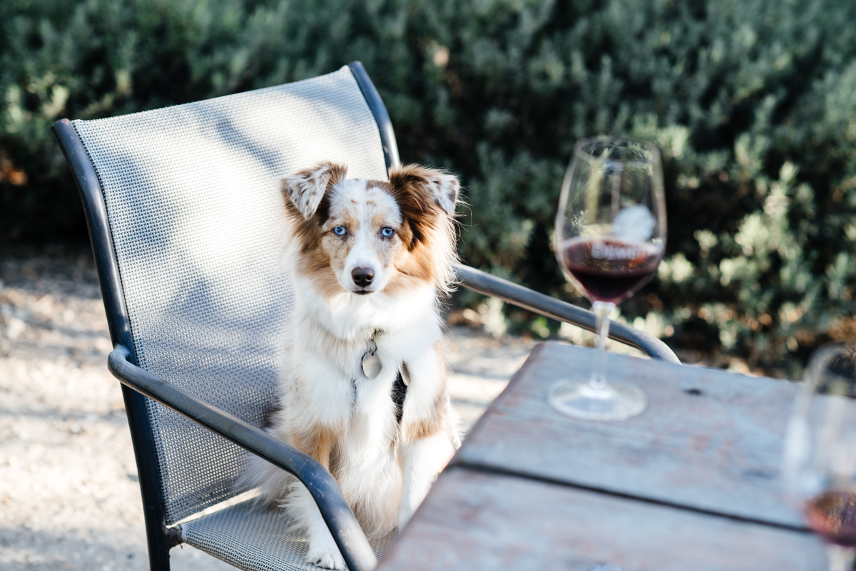 eatsleepwear, Kimberly Lapides, OUTFIT, Santa Barbara, Equipment, Chanel, Sigerson Morrison, Ray-ban, Winery