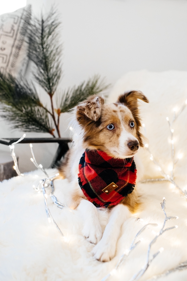 eatsleepwear, Kimberly Lapides, LolaTheMiniAussie, MiniAussie, Holiday, Gift Guide, Pets, dog