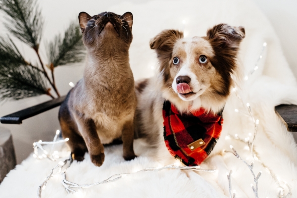 eatsleepwear, Kimberly Lapides, LolaTheMiniAussie, MiniAussie, Holiday, Gift Guide, Pets, dog, cat