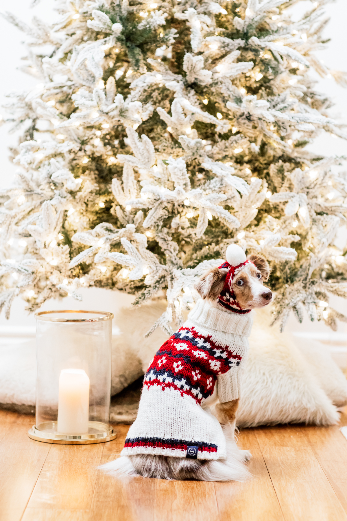 eatsleepwear, Kimberly Lapides, HOME, Holidays, Dog, Pet, Holiday