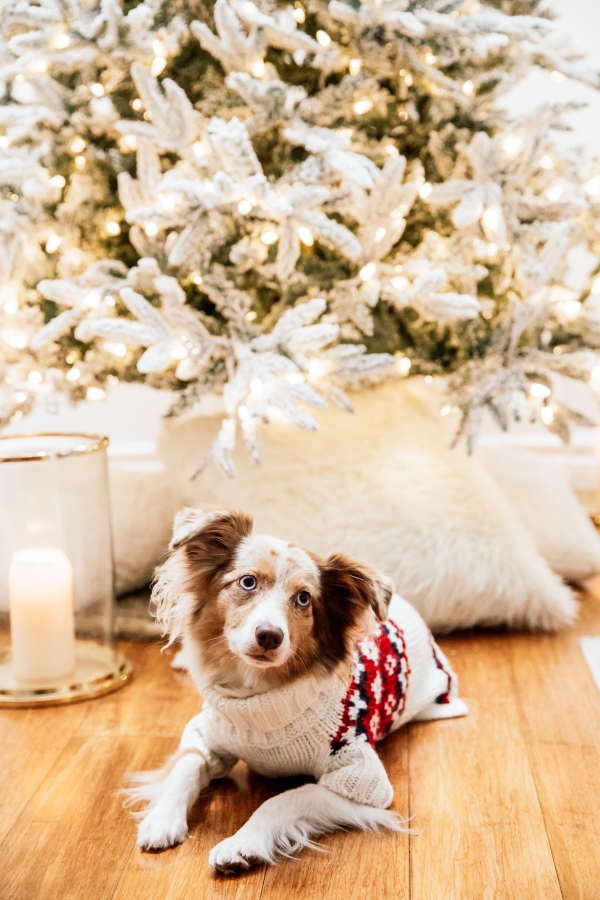 eatsleepwear, Kimberly Lapides, HOME, Holidays, Dog, Pet, Holiday