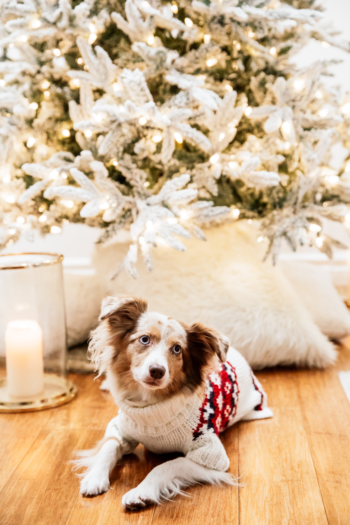 eatsleepwear, Kimberly Lapides, HOME, Holidays, Dog, Pet, Holiday
