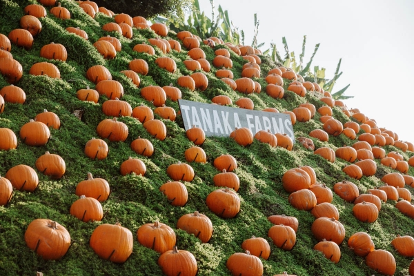 Pumpkin Patch Photo shoot at Tanaka Farms