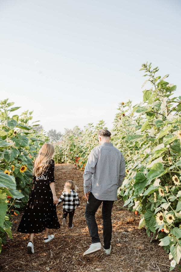Sunflowers at Hayride on tractor at Pumpkin Patch Photo shoot at Tanaka Farms