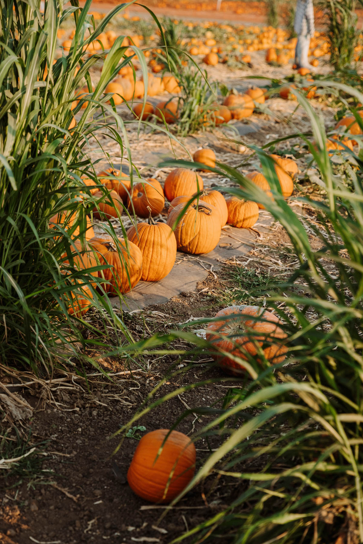 Pumpkin Patch Photo shoot at Tanaka Farms