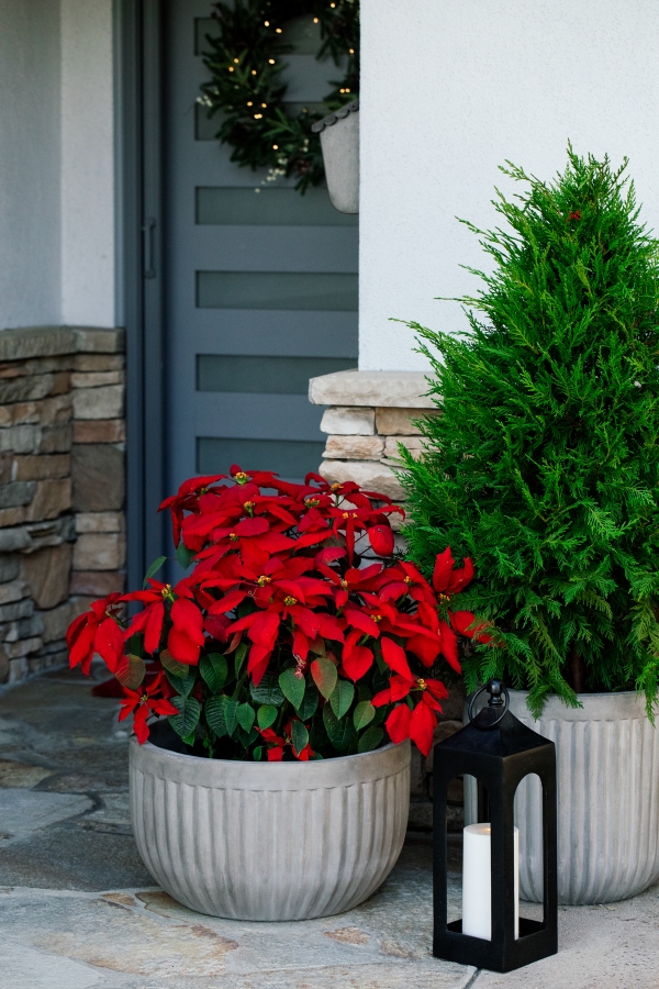 Outside Holiday Decor of wreath, garland and planted poinsettias 