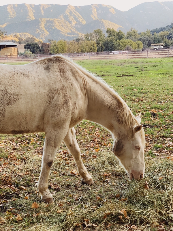 Horses at Alisal Guest Ranch and Resort 