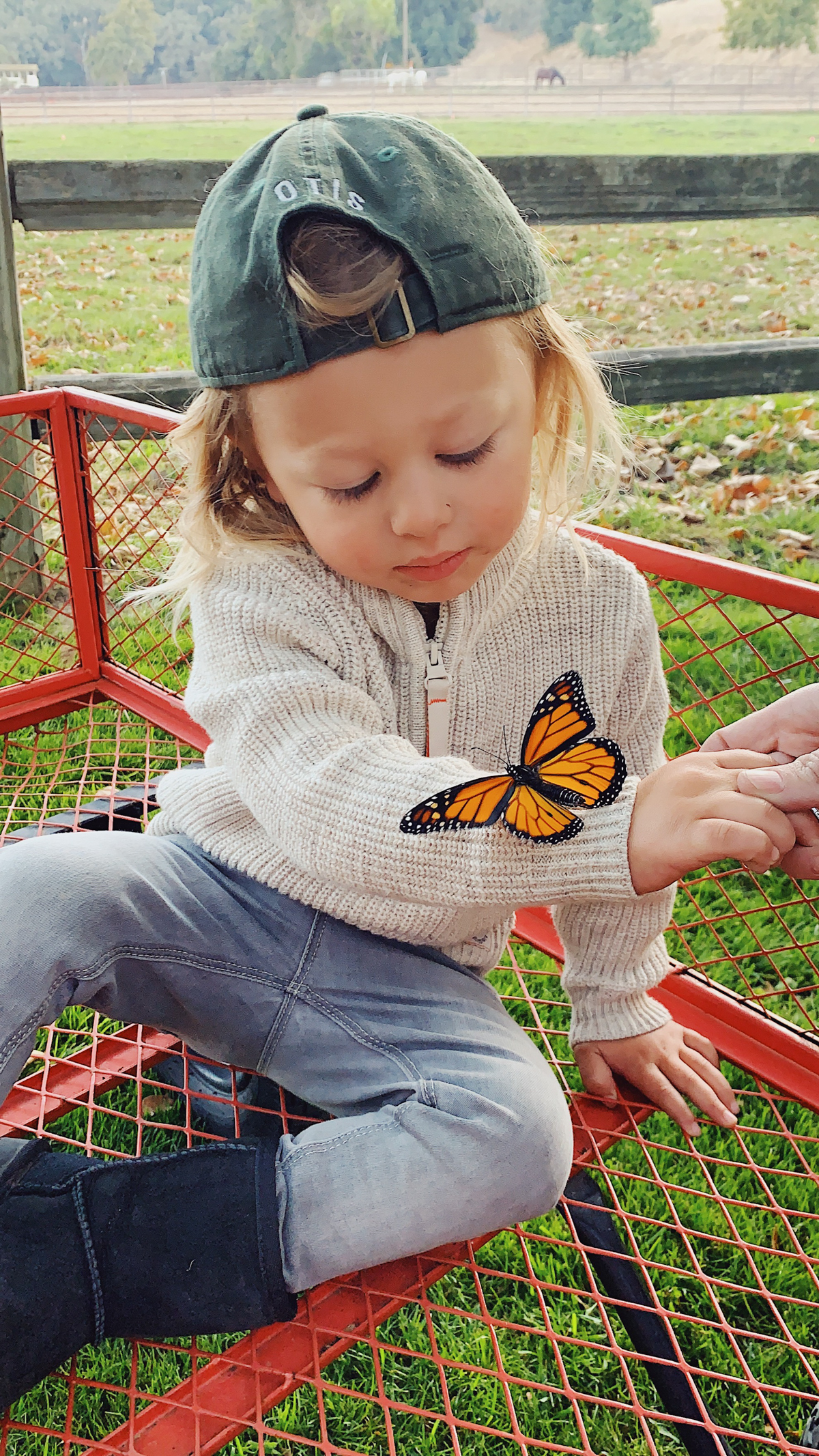 Monarch butterfly at Alisal Guest Ranch and Resort 