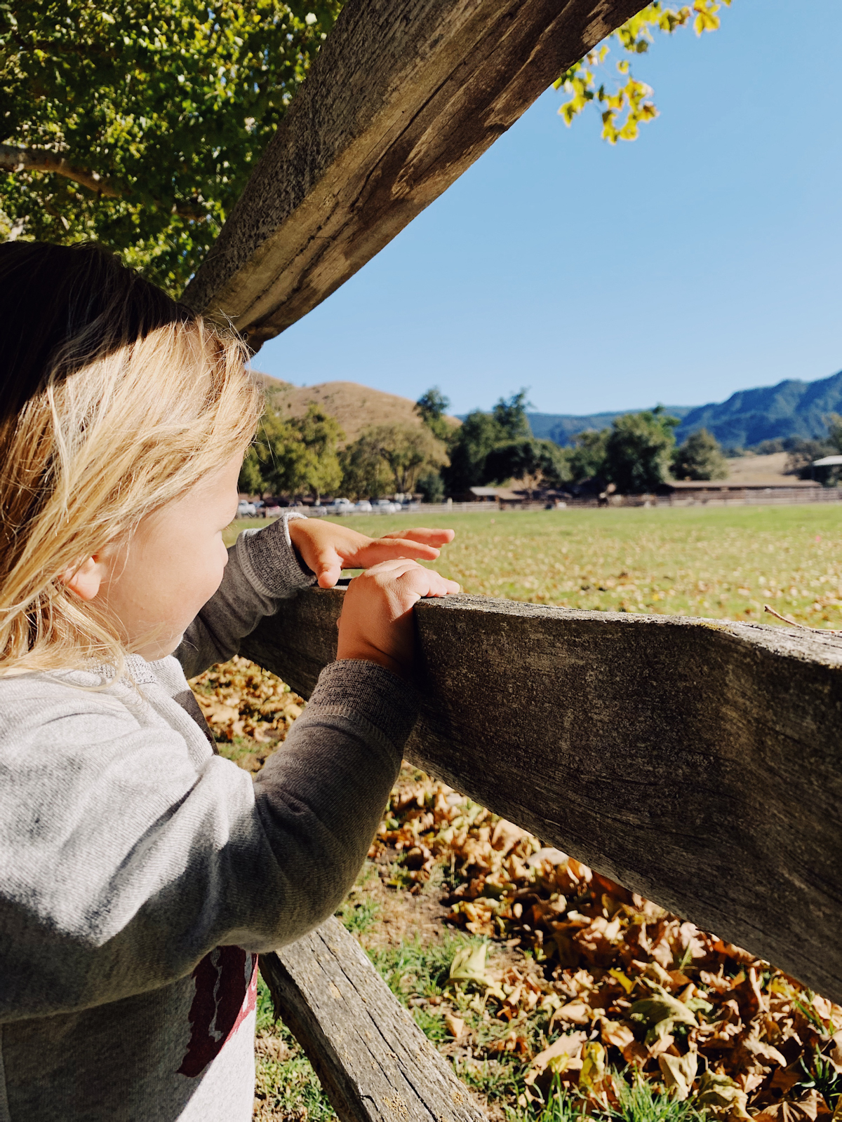 Toddler watching horses at Alisal Guest Ranch and Resort 